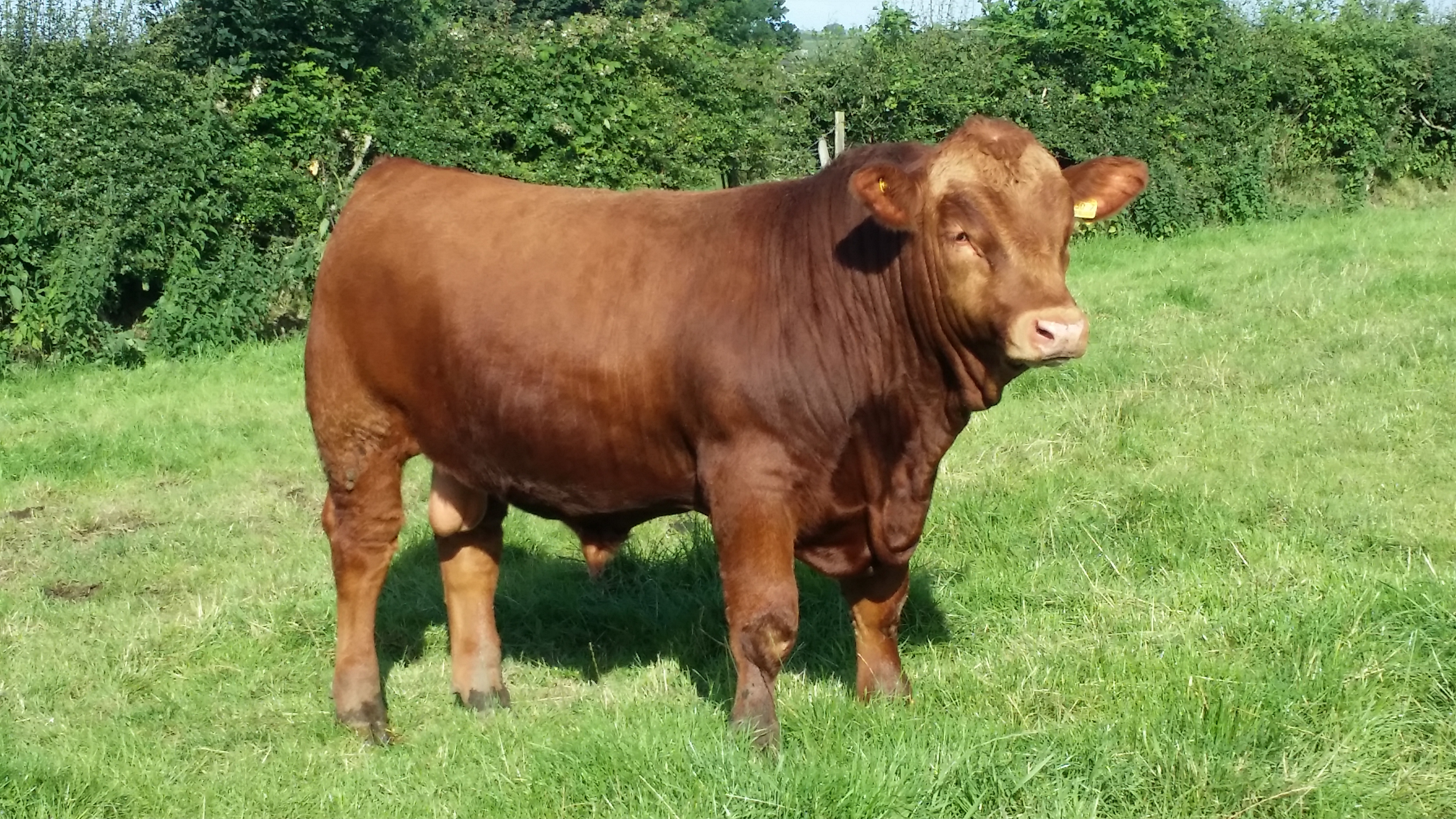 Gallery « The British Gelbvieh Cattle Society