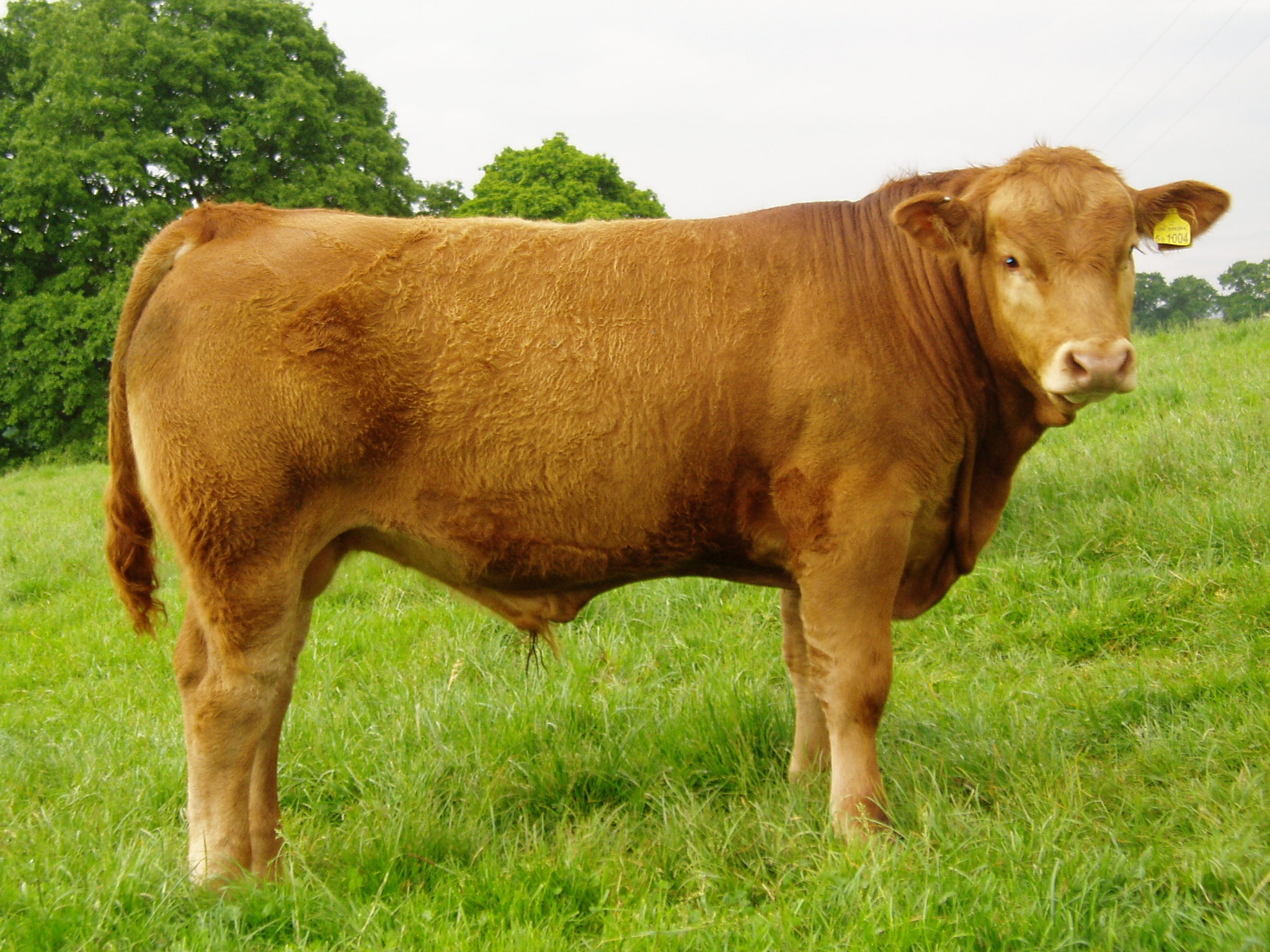 Gallery « The British Gelbvieh Cattle Society